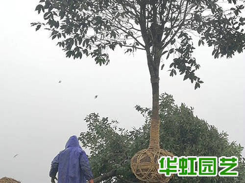 懷化傳化公路港園區綠化工程